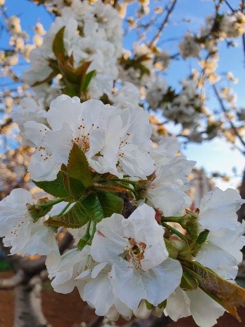Uskrsnuće u tvom srcu